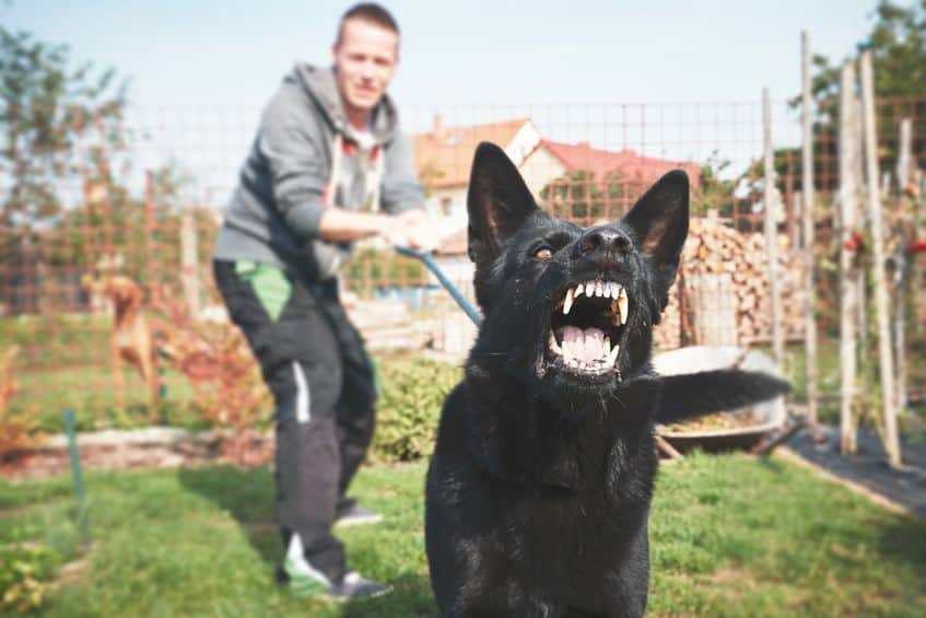 dog on a leash lunging to bite someone, while being held back by a man