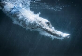 a man diving into a pool