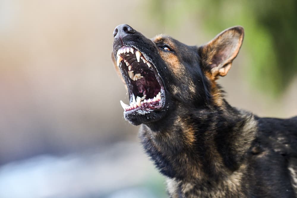 Dog Bites by Breed