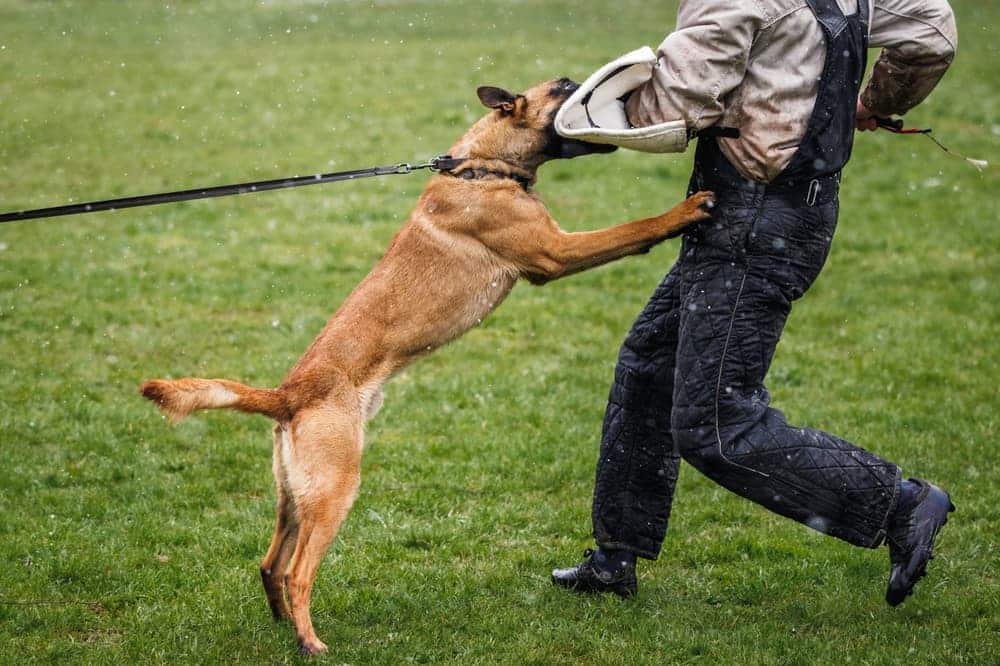california dog bite settlements