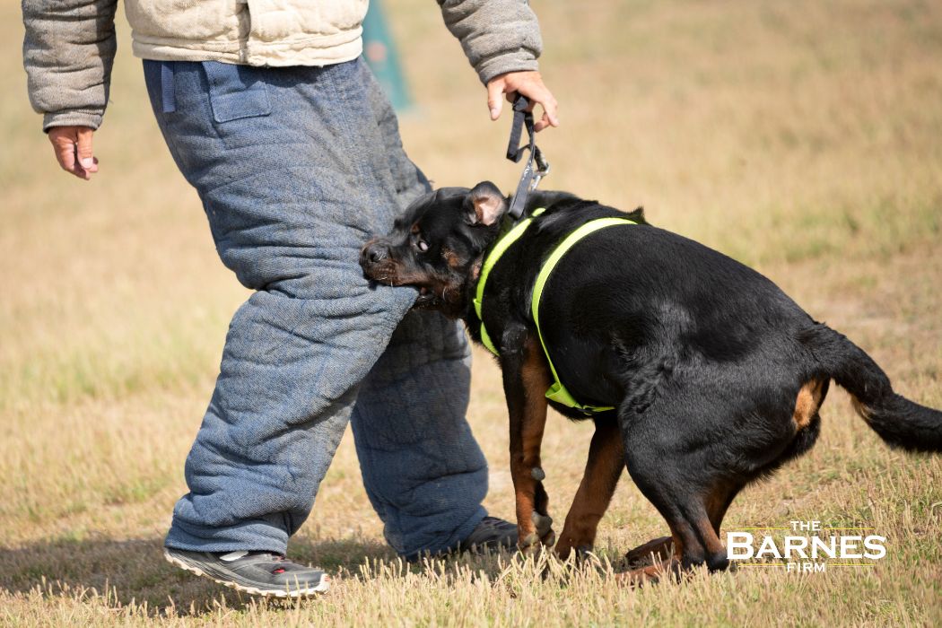 dog biting a human